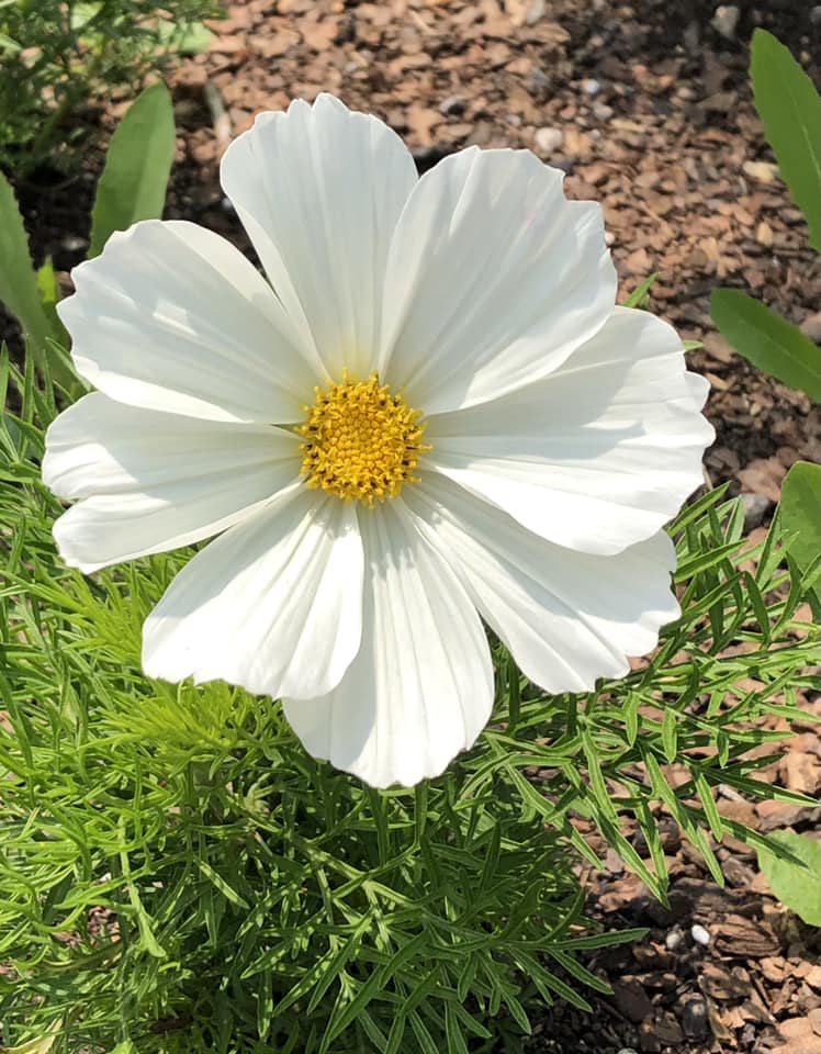 Hill City Evergreen Garden Club