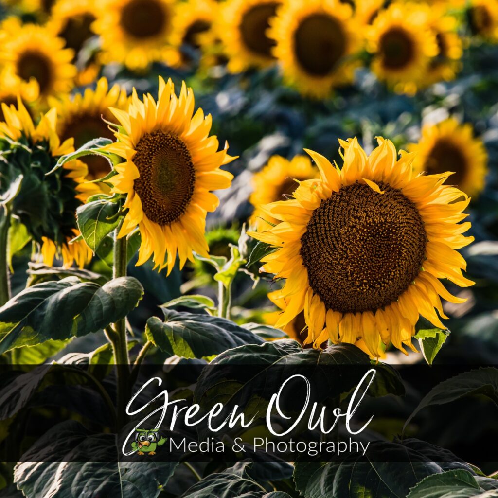 Green Owl Media & Photography