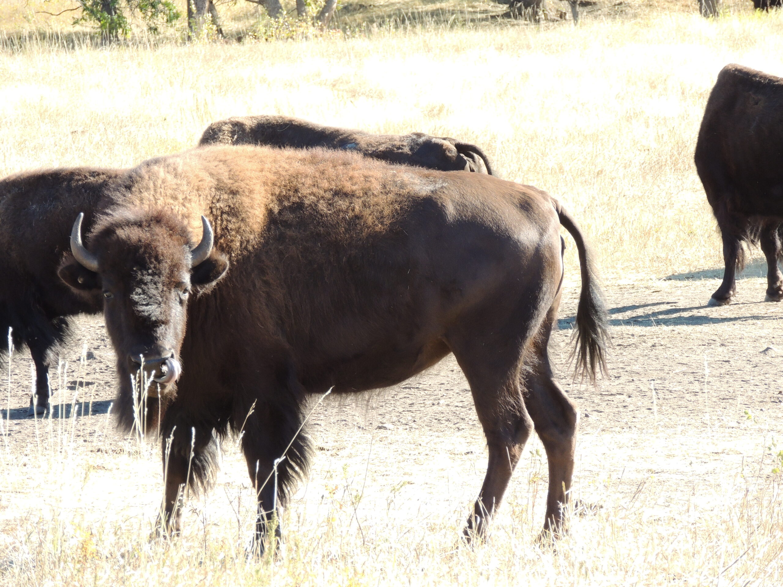 Buffalo Roundup